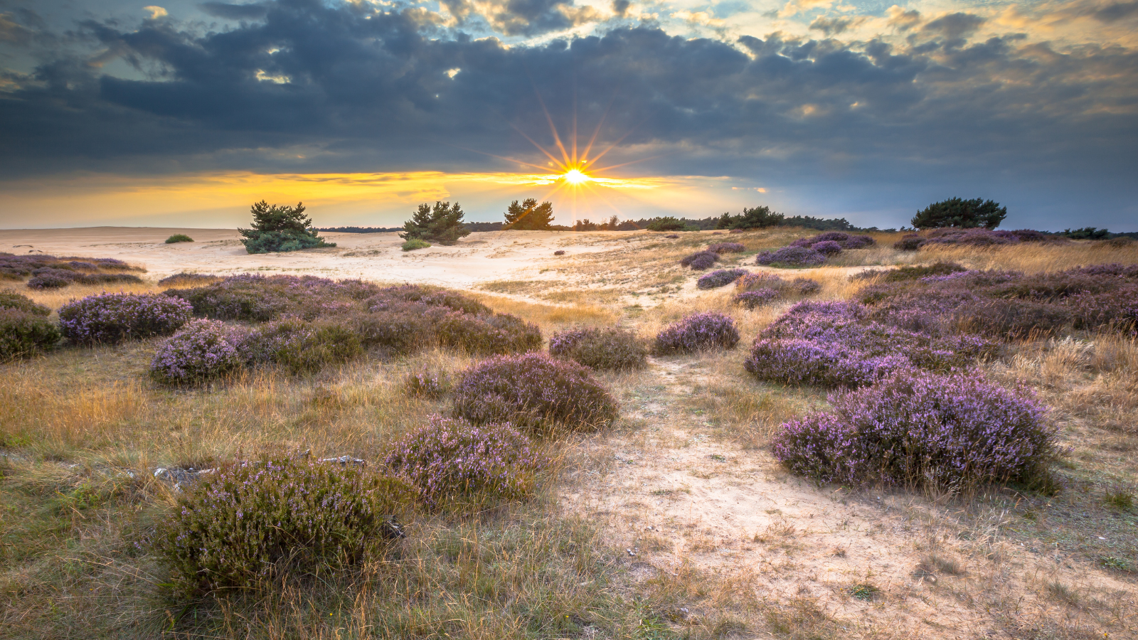 wandelroutes-op-de-veluwe-5-tips